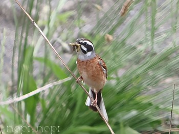 Meadow Bunting 多摩川河川敷 Sun, 5/12/2024