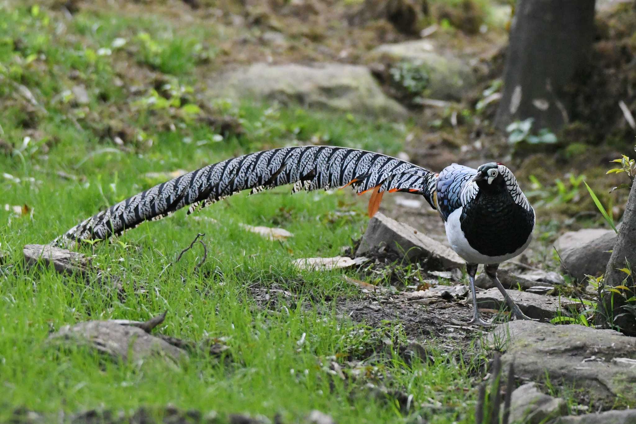 Lady Amherst's Pheasant