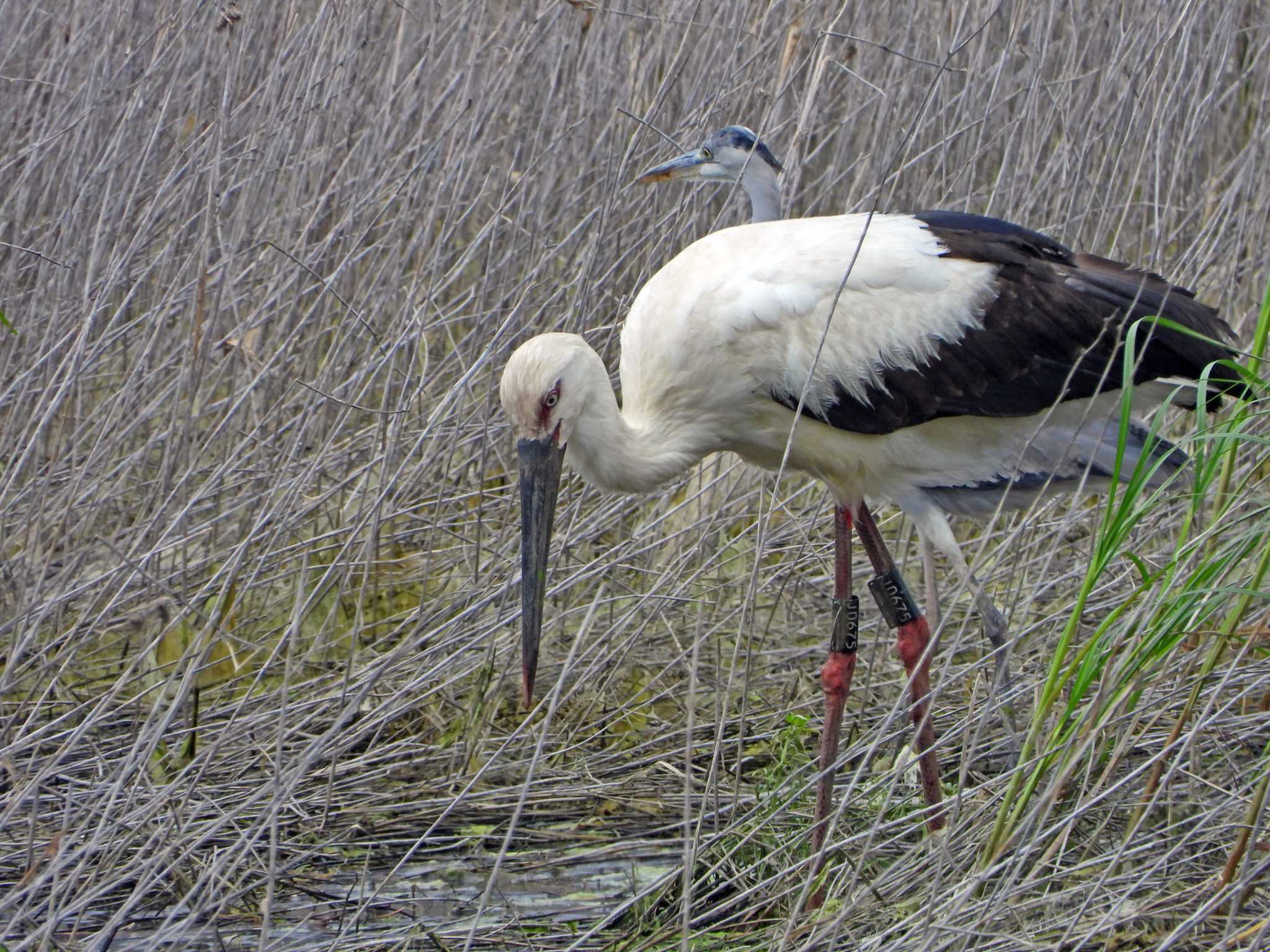 Photo of Oriental Stork at 宮城県 by くーちゃんねる