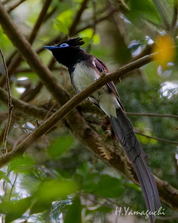 2024年5月12日(日) 八王子城跡の野鳥観察記録