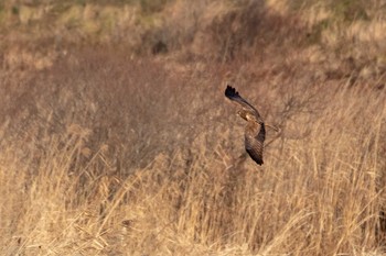 Eastern Marsh Harrier Kabukuri Pond Sat, 1/5/2019