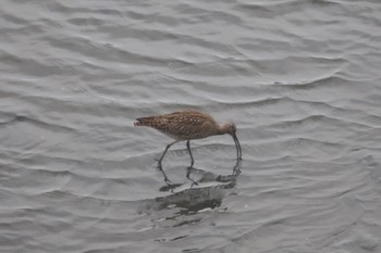 チュウシャクシギ 東京港野鳥公園 2024年5月12日(日)