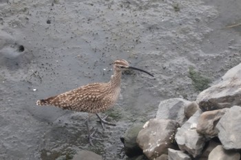 Eurasian Whimbrel Tokyo Port Wild Bird Park Sun, 5/12/2024