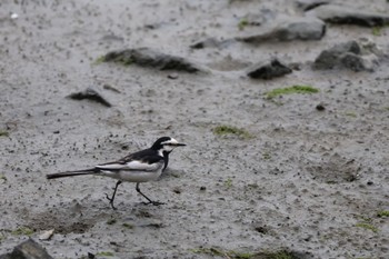 White Wagtail Tokyo Port Wild Bird Park Sun, 5/12/2024