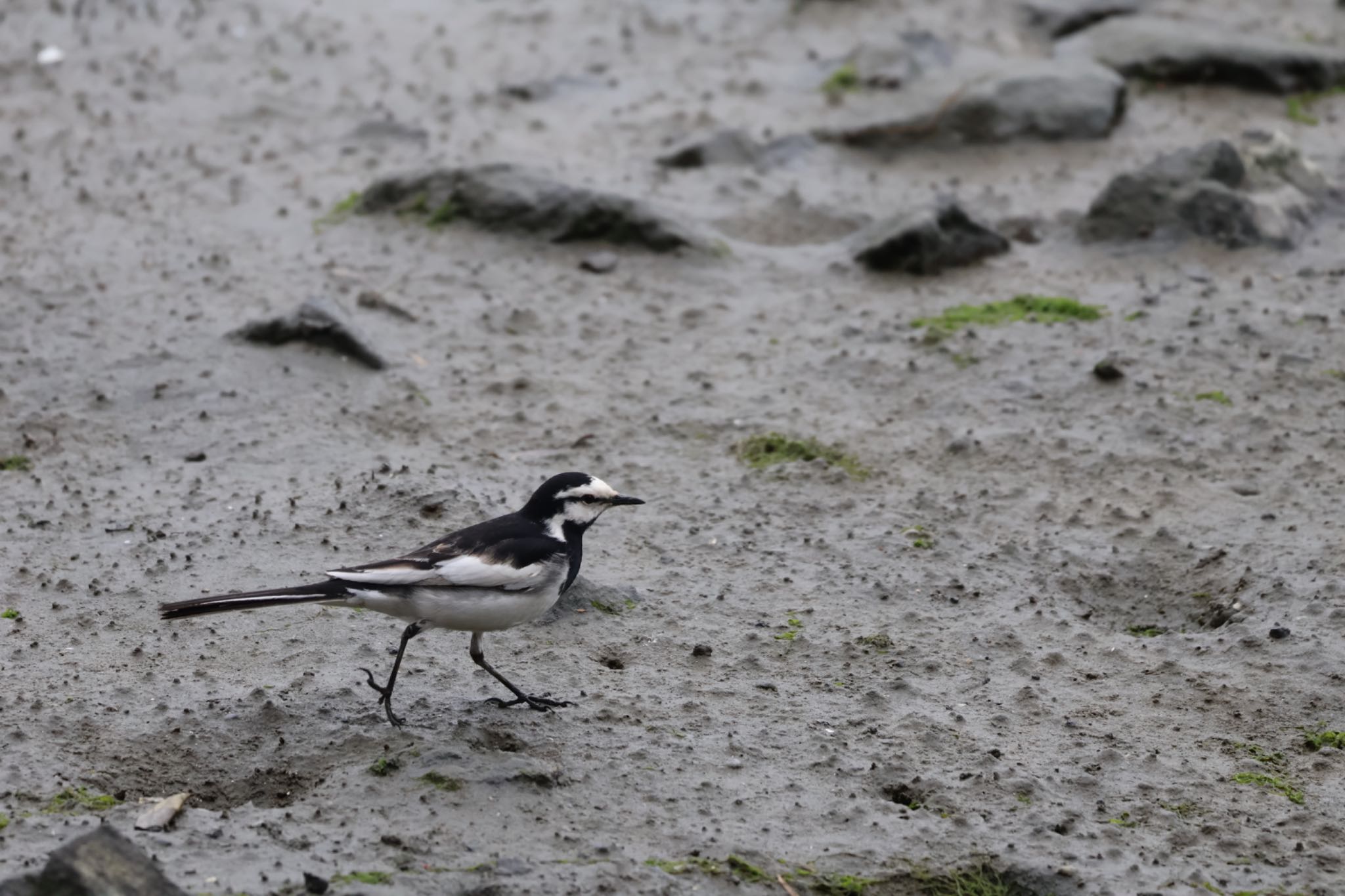 Photo of White Wagtail at Tokyo Port Wild Bird Park by サンダーバード