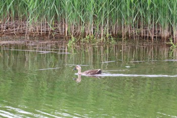 カルガモ 東京港野鳥公園 2024年5月12日(日)