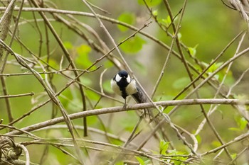 Japanese Tit Unknown Spots Sun, 5/12/2024