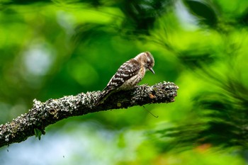 Japanese Pygmy Woodpecker 南阿蘇ビジターセンター Sat, 5/11/2024