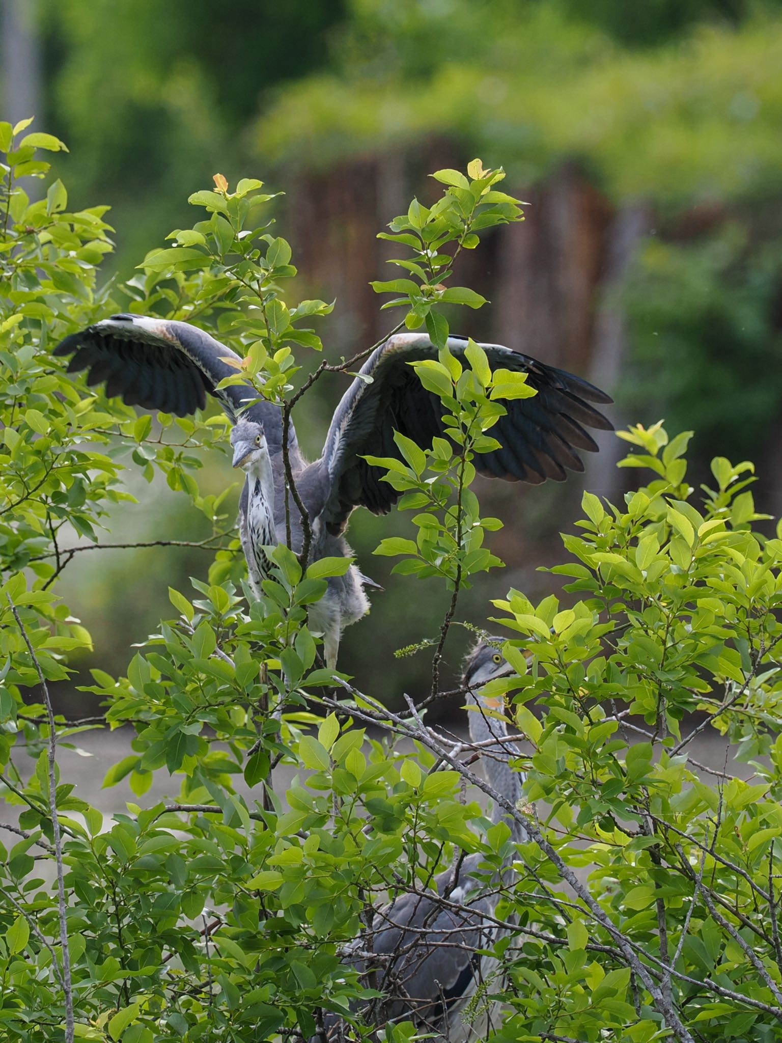 坂田ヶ池総合公園 アオサギの写真 by daffy@お散歩探鳥＆遠征探鳥♪