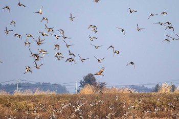 チュウヒ 蕪栗沼 2019年1月5日(土)