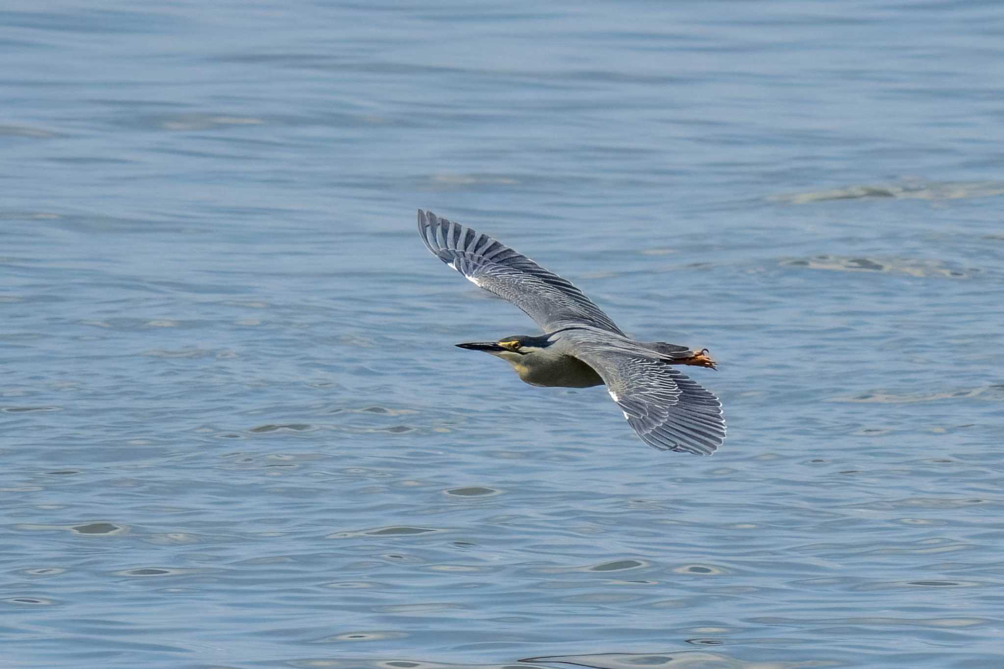 Photo of Striated Heron at 稲永公園 by porco nero