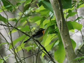 Narcissus Flycatcher Hayatogawa Forest Road Sun, 5/12/2024