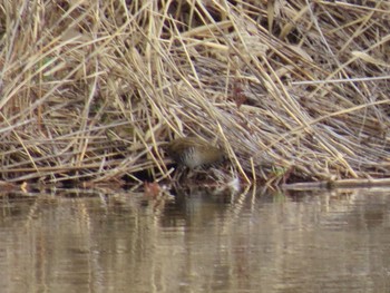 Brown-cheeked Rail Toneri Park Sun, 12/24/2023