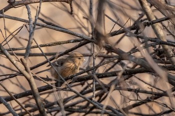 Siberian Long-tailed Rosefinch Kabukuri Pond Sat, 1/5/2019
