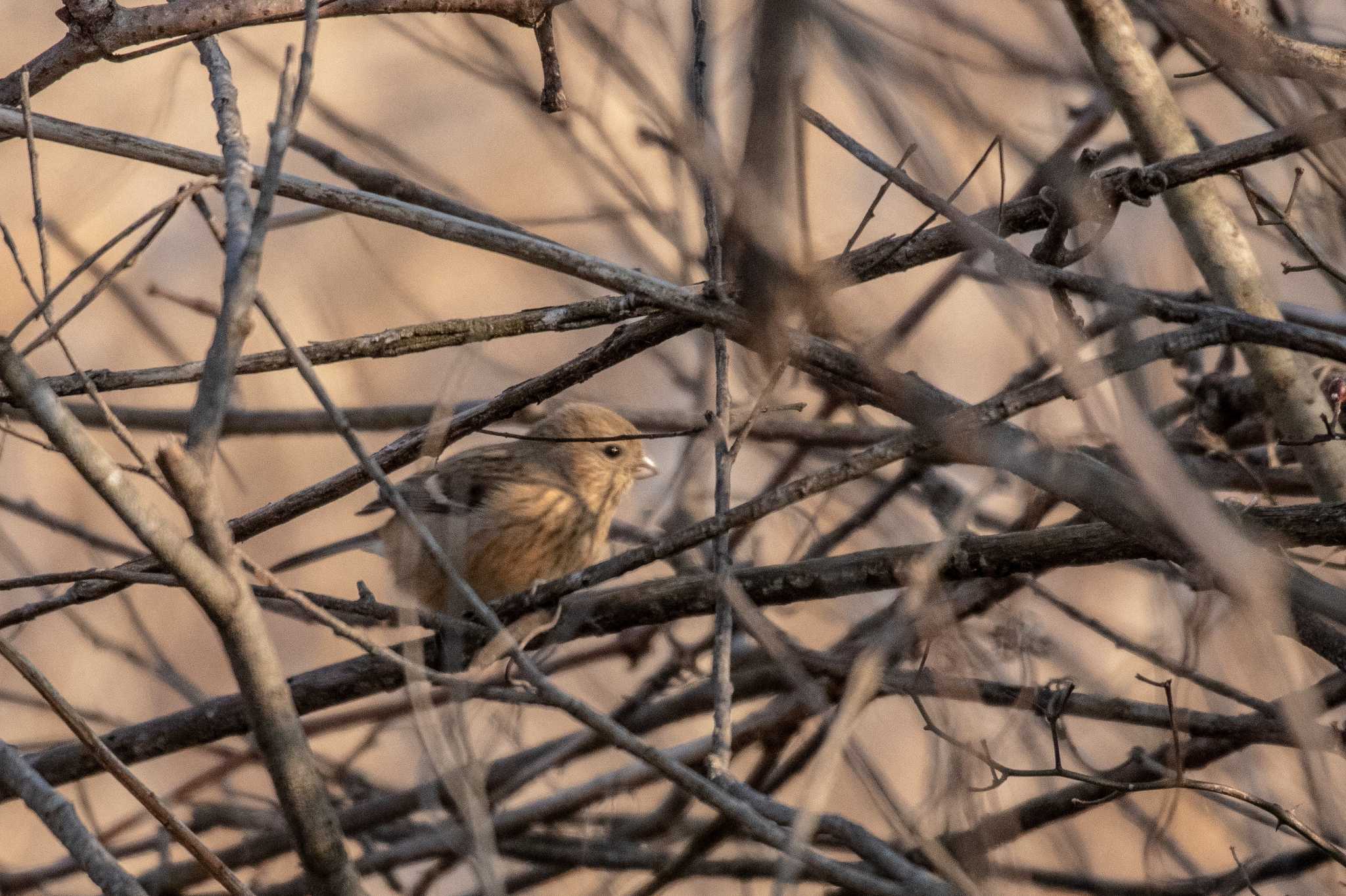 Photo of Siberian Long-tailed Rosefinch at Kabukuri Pond by かつきち