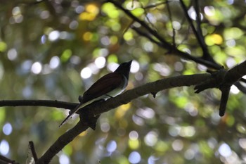 Black Paradise Flycatcher 静岡県立森林公園 Sat, 5/11/2024