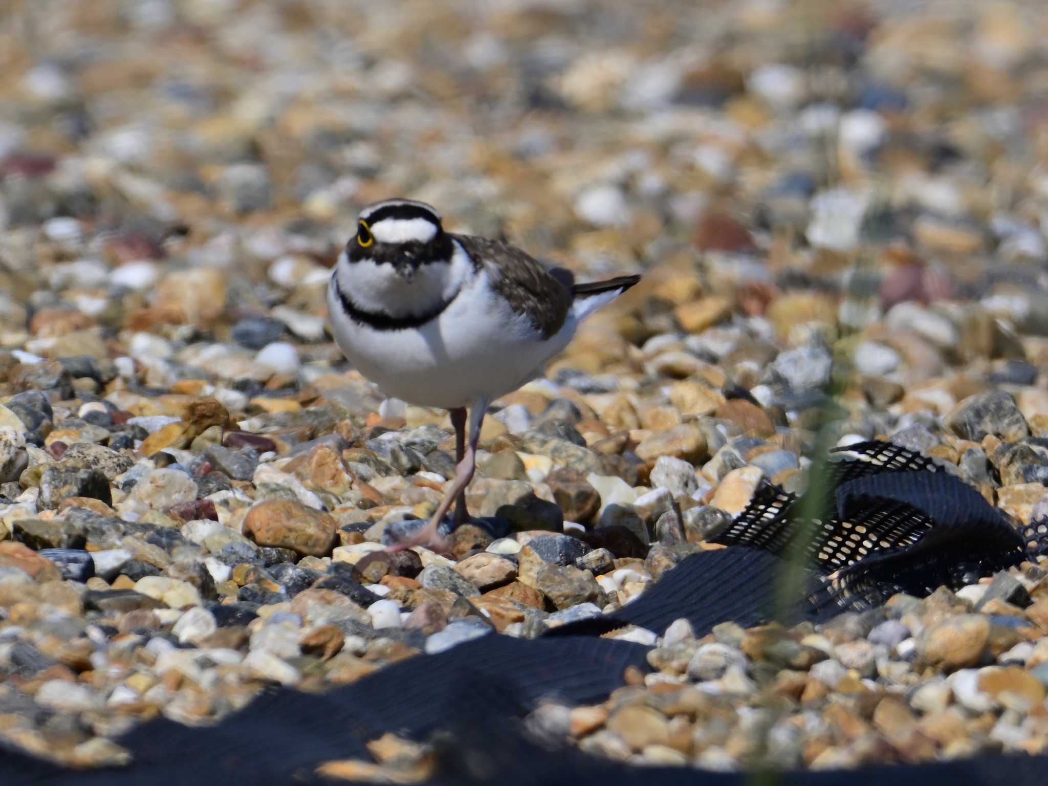 Little Ringed Plover