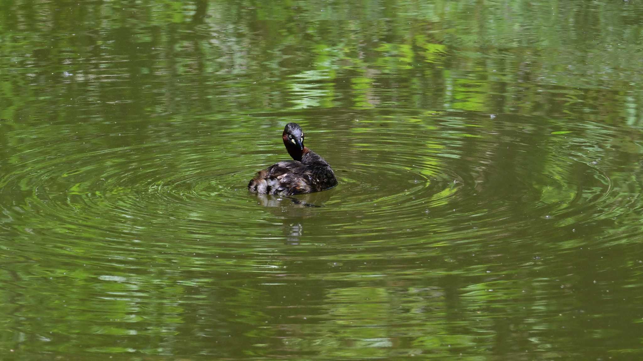 Little Grebe