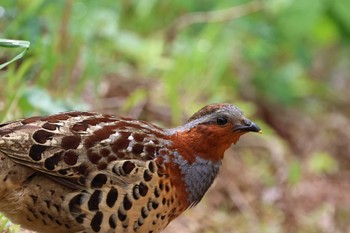 Chinese Bamboo Partridge 静岡県立森林公園 Thu, 5/2/2024