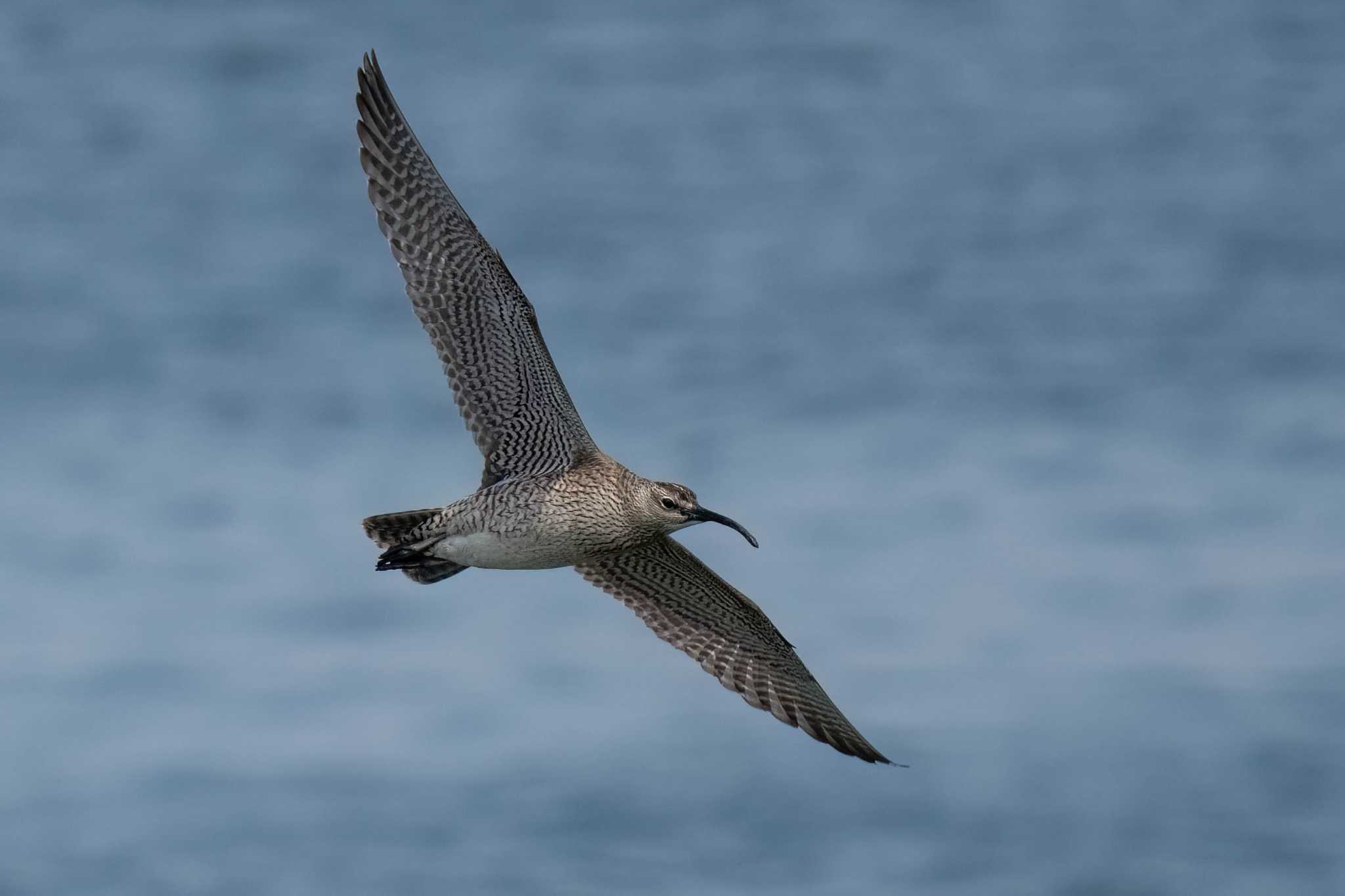 Eurasian Whimbrel