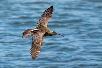 2024年5月11日(土) 稲永公園の野鳥観察記録