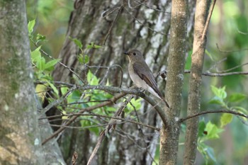 Blue-and-white Flycatcher 静岡県立森林公園 Sun, 4/28/2024