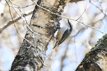 Eurasian Nuthatch Senjogahara Marshland Fri, 5/3/2024