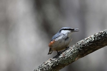 ゴジュウカラ 奥日光 2024年5月4日(土)