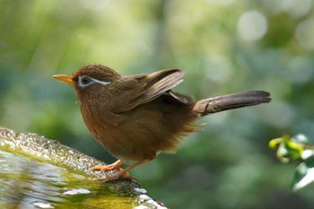 Sat, 4/13/2024 Birding report at 権現山(弘法山公園)