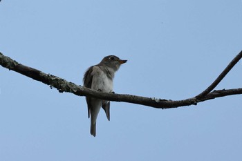 Asian Brown Flycatcher 静岡県立森林公園 Tue, 4/30/2024