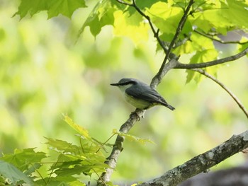 ゴジュウカラ 柳沢峠 2024年5月11日(土)