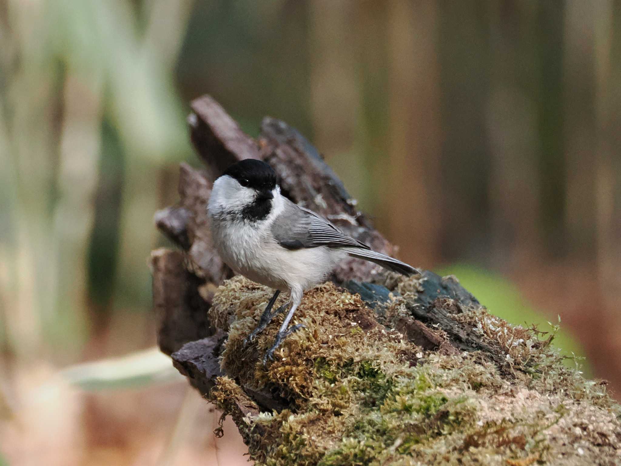 Willow Tit