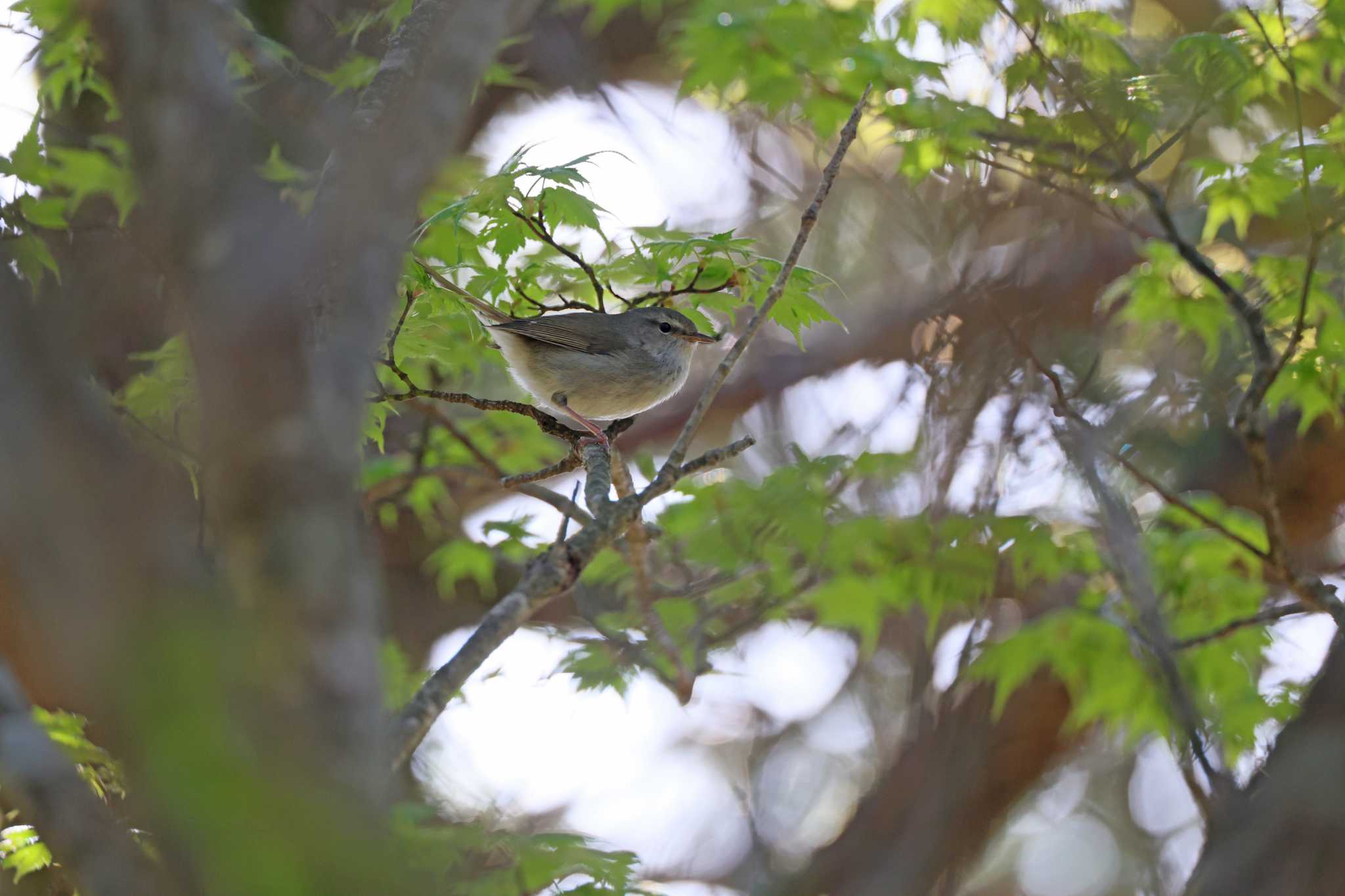 Japanese Bush Warbler