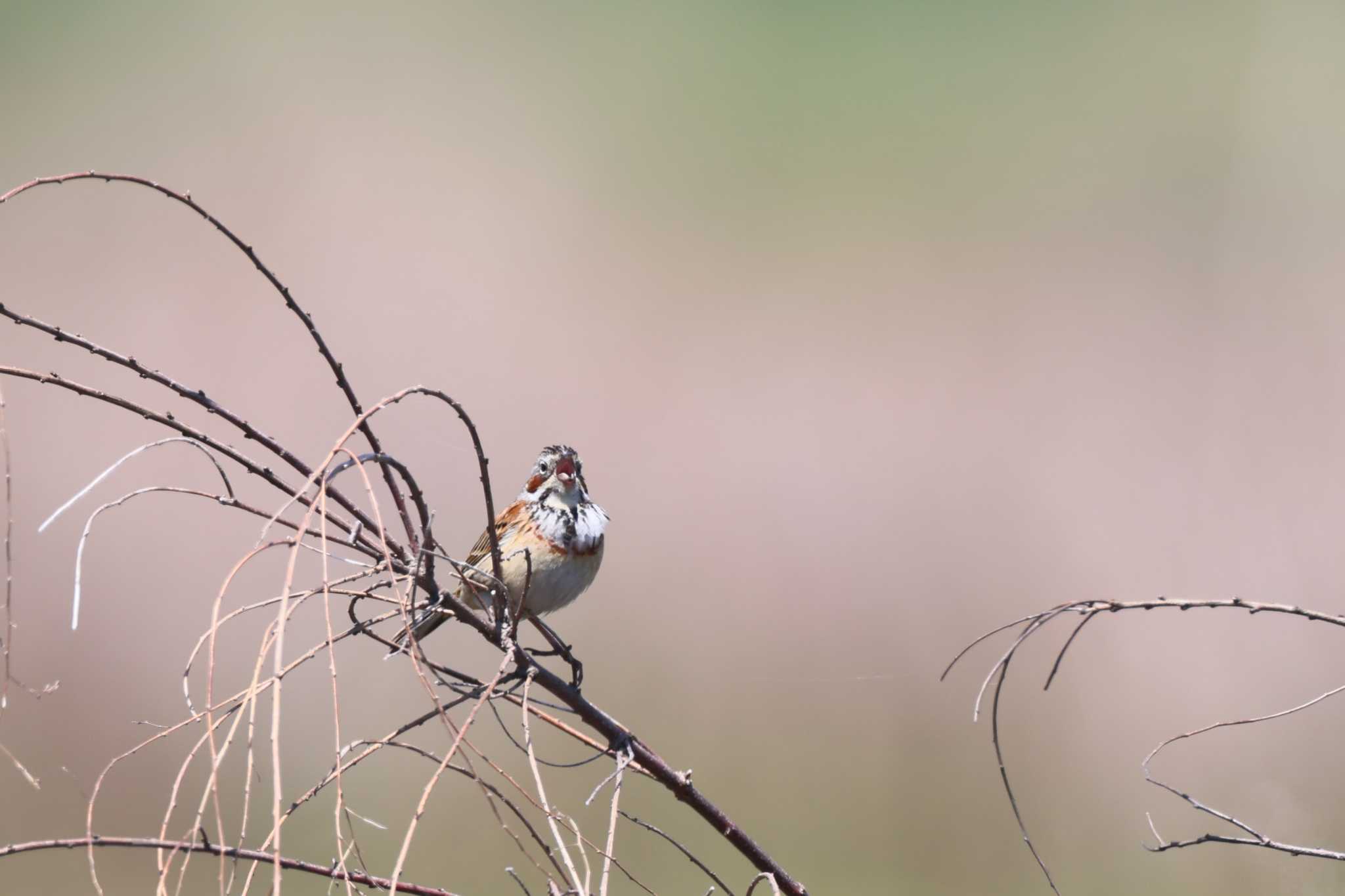 Chestnut-eared Bunting