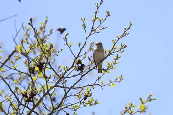 Chestnut-cheeked Starling 富士山麓 Sat, 5/4/2024