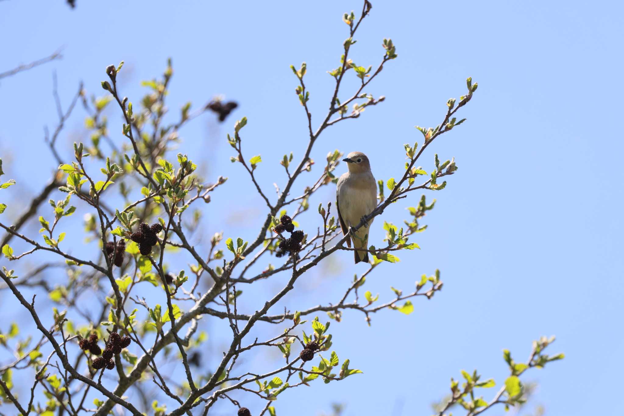 Chestnut-cheeked Starling