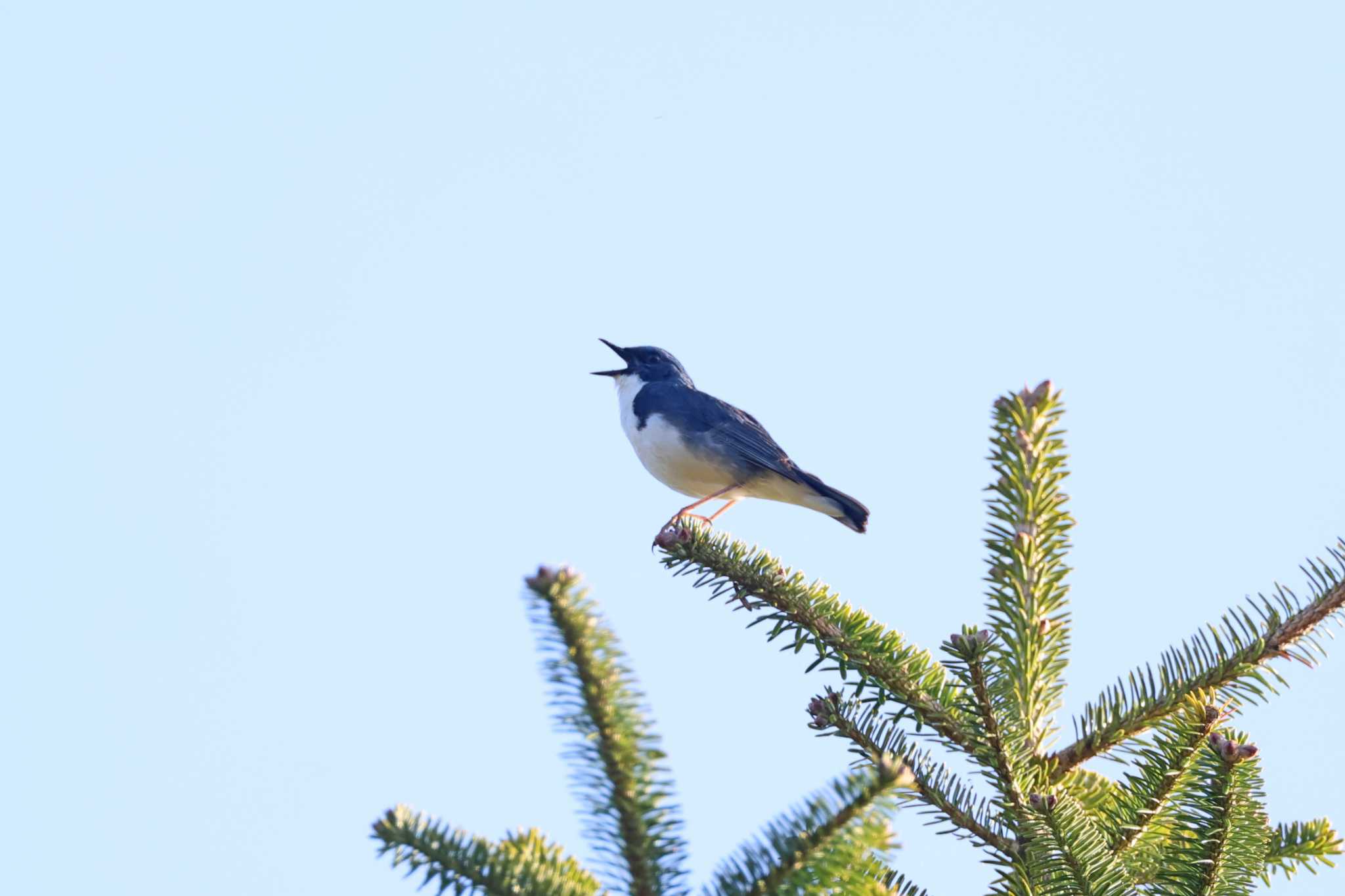 Siberian Blue Robin