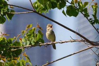 Oriental Reed Warbler 淀川河川公園 Fri, 5/10/2024