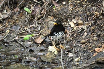 2024年5月12日(日) 伊香保森林公園の野鳥観察記録