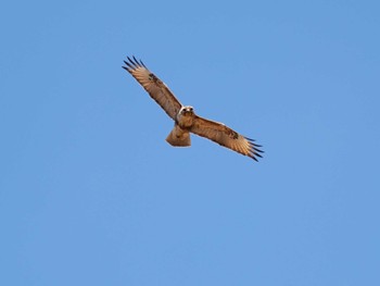 2024年5月11日(土) 戦場ヶ原の野鳥観察記録