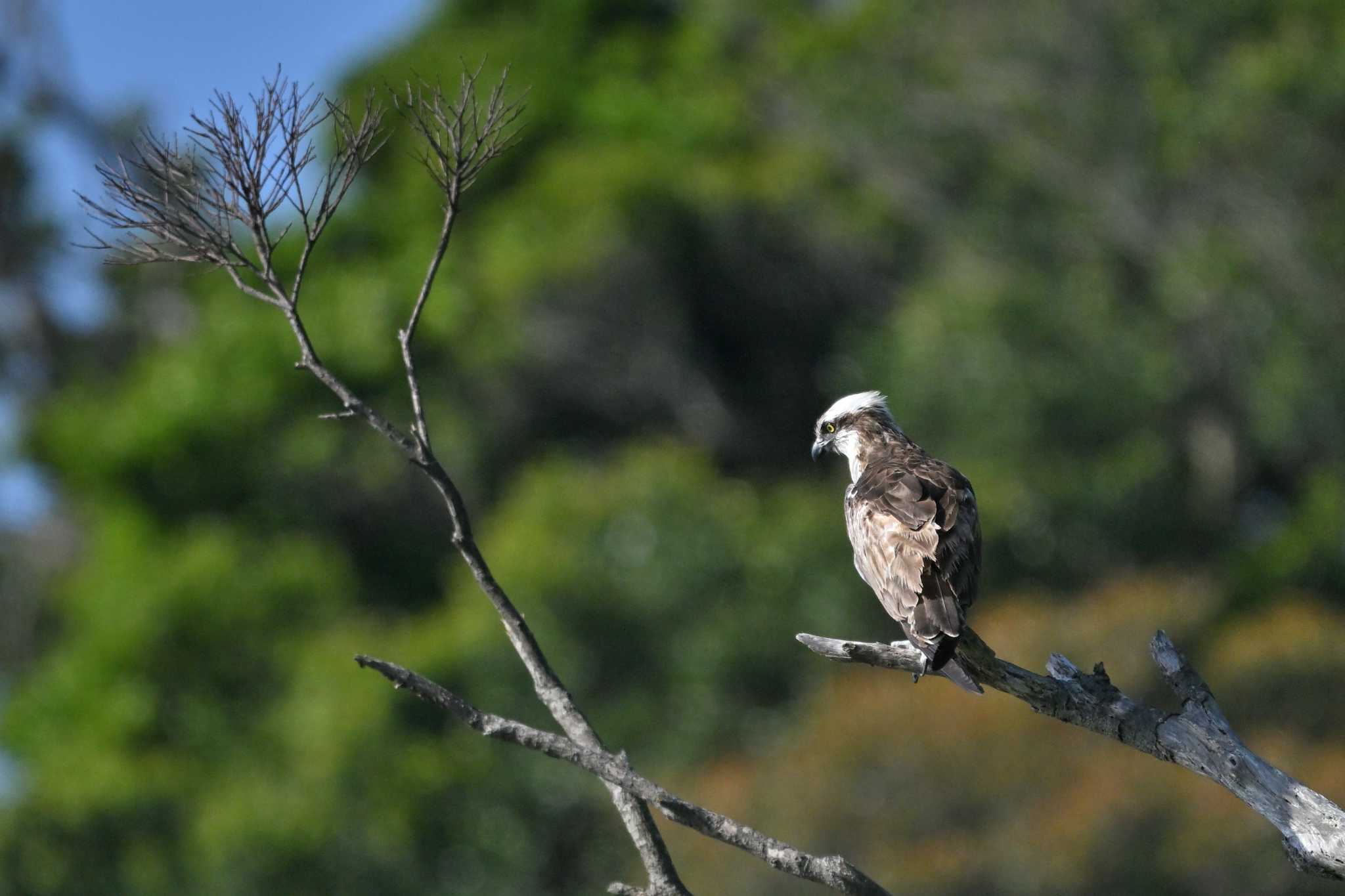 Photo of Osprey at 下田港 by ダイ