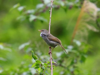 Japanese Bush Warbler 日向渓谷 Mon, 5/6/2024