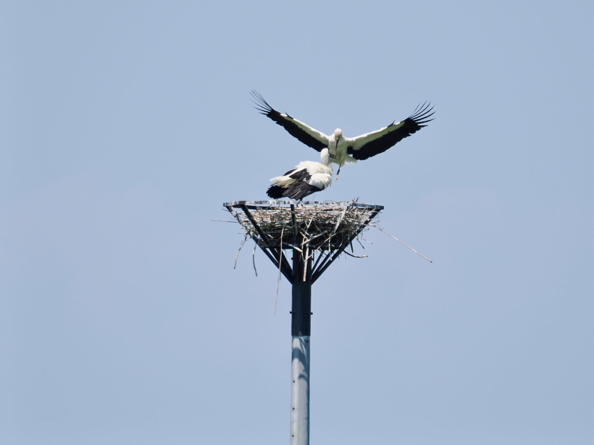 コウノトリ