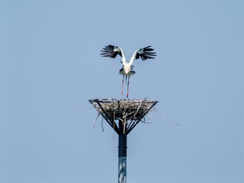 コウノトリ 渡良瀬遊水地 2024年4月28日(日)