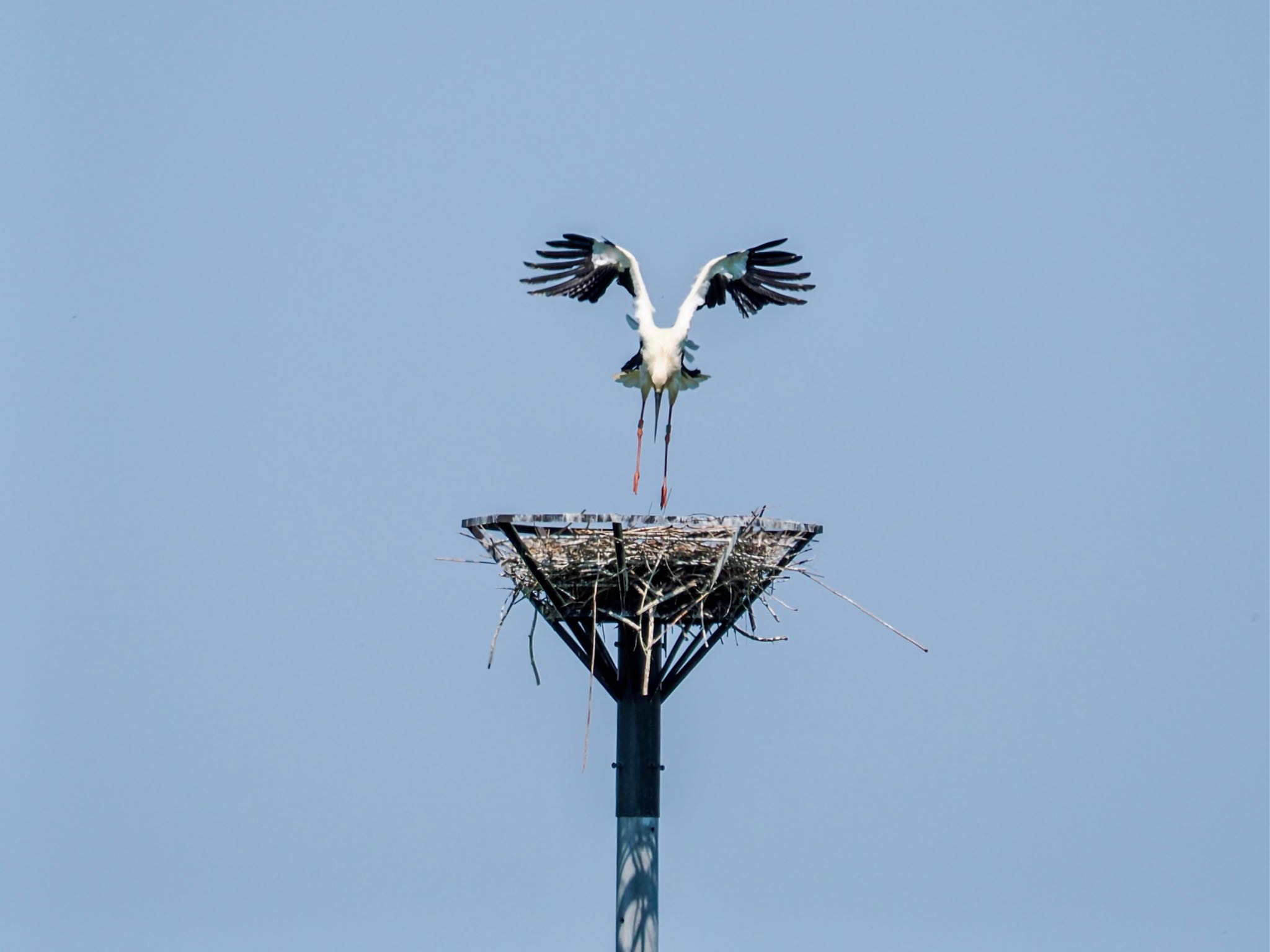 コウノトリ