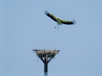 コウノトリ 渡良瀬遊水地 2024年4月28日(日)