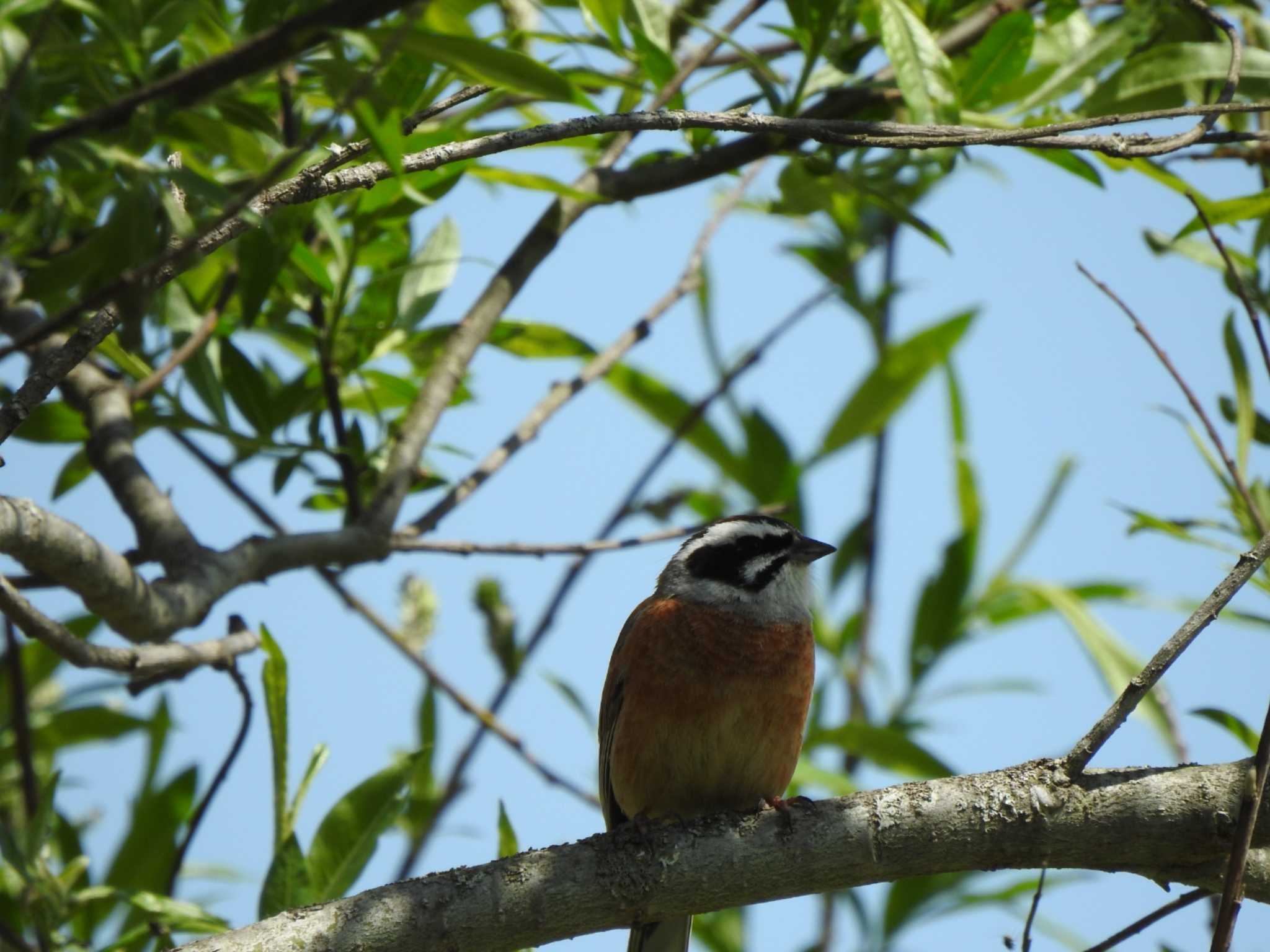 Photo of Meadow Bunting at 十勝エコロジーパーク by ノビタキ王国の住民 