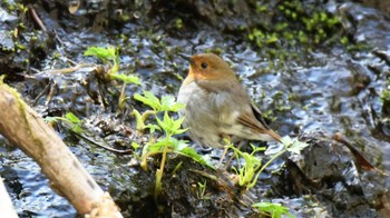 Japanese Robin 長野県南佐久広域 Sat, 5/11/2024