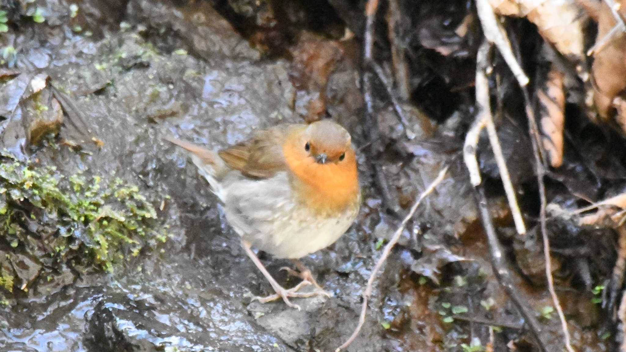 Japanese Robin