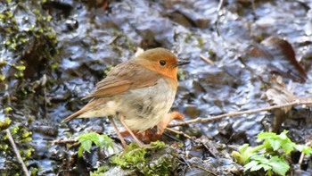 2024年5月11日(土) 長野県南佐久広域の野鳥観察記録